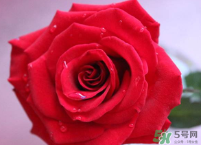 母親節(jié)送什么顏色的玫瑰花？母親節(jié)送幾朵玫瑰花？