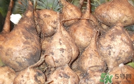 生吃土瓜有什么好處？土瓜生吃的功效與作用