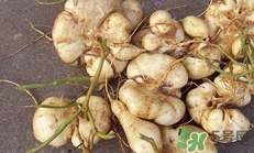 土瓜是涼性還是熱性？土瓜是寒性還是熱性？