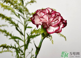 康乃馨可以放多久？康乃馨怎么養(yǎng)？