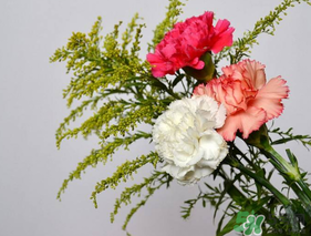 康乃馨可以放多久？康乃馨怎么養(yǎng)？