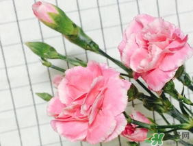 康乃馨可以放多久？康乃馨怎么養(yǎng)？