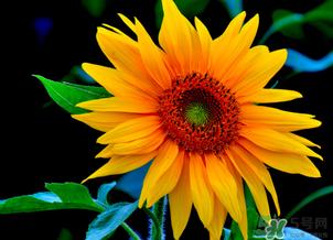 母親節(jié)可以送向日葵嗎？向日葵適合送什么人？