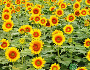 母親節(jié)可以送向日葵嗎？向日葵適合送什么人？