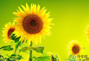 母親節(jié)可以送向日葵嗎？向日葵適合送什么人？