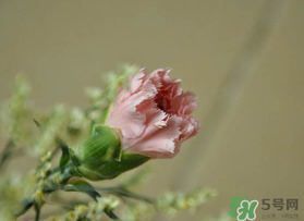 康乃馨能插活嗎？康乃馨可以扦插嗎？