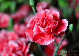 康乃馨能插活嗎？康乃馨可以扦插嗎？