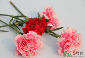 康乃馨多久澆一次水？康乃馨多久換一次水？