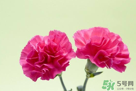 康乃馨多久澆一次水？康乃馨多久換一次水？