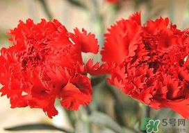 康乃馨多久澆一次水？康乃馨多久換一次水？