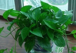 綠蘿葉子發(fā)黃怎么辦？綠籮多久澆一次水？