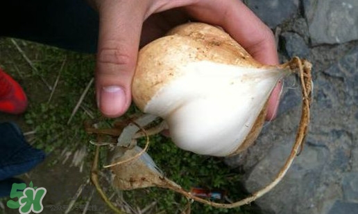 孕婦可以吃土瓜嗎？孕婦能吃土瓜嗎？