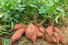 地瓜是紅薯嗎？地瓜什么時候成熟