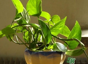 綠蘿葉子發(fā)黃怎么辦？綠籮多久澆一次水？