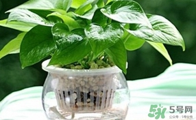 綠蘿葉子發(fā)黃怎么辦？綠籮多久澆一次水？