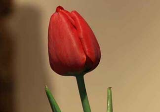 母親節(jié)可以送郁金香嗎？為什么母親節(jié)送郁金香？