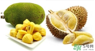 吃榴蓮有什么忌諱嗎？菠蘿蜜和榴蓮有什么區(qū)別