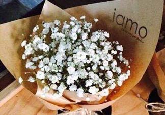 滿天星多少錢一束2017？滿天星多少錢一支2017？