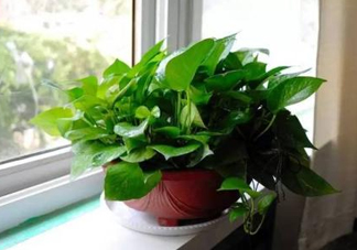 綠蘿葉子發(fā)黃怎么辦？綠籮多久澆一次水？