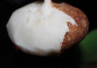 生吃土瓜有什么好處？土瓜生吃的功效與作用