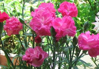 康乃馨多久澆一次水？康乃馨多久換一次水？