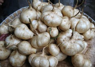 土瓜是涼性還是熱性？土瓜是寒性還是熱性？