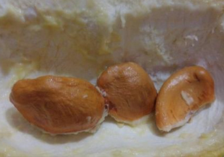 榴蓮核能種嗎？榴蓮核怎么種盆栽？