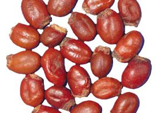 榴蓮核有毒嗎？榴蓮核有什么作用