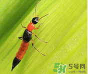 隱翅蟲(chóng)和蚊蟲(chóng)的區(qū)別？隱翅蟲(chóng)和蚊蟲(chóng)有什么不一樣？