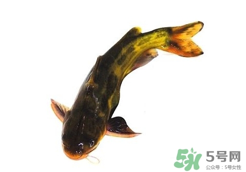 黃顙魚有毒嗎？黃顙魚的營養(yǎng)價值