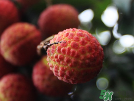 五月份有荔枝嗎？5月份有荔枝嗎？