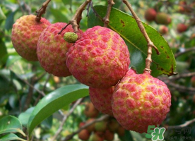 五月份有荔枝嗎？5月份有荔枝嗎？