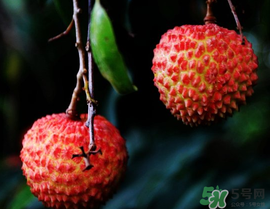 五月份有荔枝嗎？5月份有荔枝嗎？