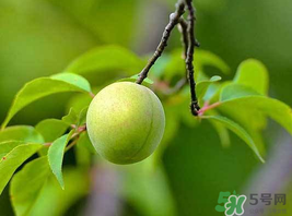 梅子什么時候成熟？梅子幾月份成熟？