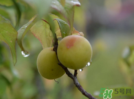 梅子什么時候成熟？梅子幾月份成熟？