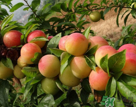 梅子什么時候成熟？梅子幾月份成熟？