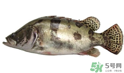 鱖魚怎么讀？鱖魚是什么魚