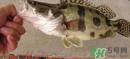 鱖魚是海魚嗎？鱖魚是淡水魚還是海魚