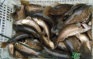 鱖魚是桂魚嗎？鱖魚和桂魚的區(qū)別