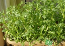 蓬花菜是什么菜?蓬花菜長(zhǎng)什么樣子? 蓬花菜是什么菜?蓬花菜長(zhǎng)什么樣子?