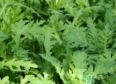 蓬花菜是什么菜?蓬花菜長(zhǎng)什么樣子? 蓬花菜是什么菜?蓬花菜長(zhǎng)什么樣子?