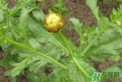 蓬花菜是什么菜?蓬花菜長(zhǎng)什么樣子? 蓬花菜是什么菜?蓬花菜長(zhǎng)什么樣子?