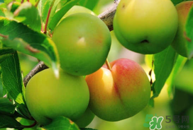 李子苦能吃嗎？李子苦怎么處理好吃？