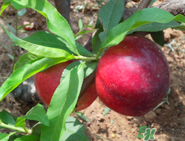 李子苦能吃嗎？李子苦怎么處理好吃？