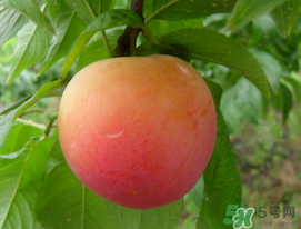 李子苦能吃嗎？李子苦怎么處理好吃？