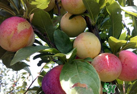 李子一天可以吃幾個(gè)？李子一次能吃幾個(gè)？