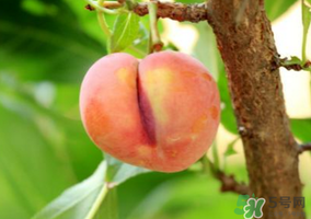 李子一天可以吃幾個(gè)？李子一次能吃幾個(gè)？