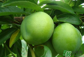 李子一天可以吃幾個(gè)？李子一次能吃幾個(gè)？