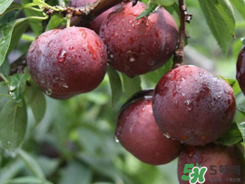 李子變紅能吃嗎？李子變紅是怎么回事？