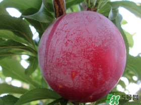 李子變紅能吃嗎？李子變紅是怎么回事？